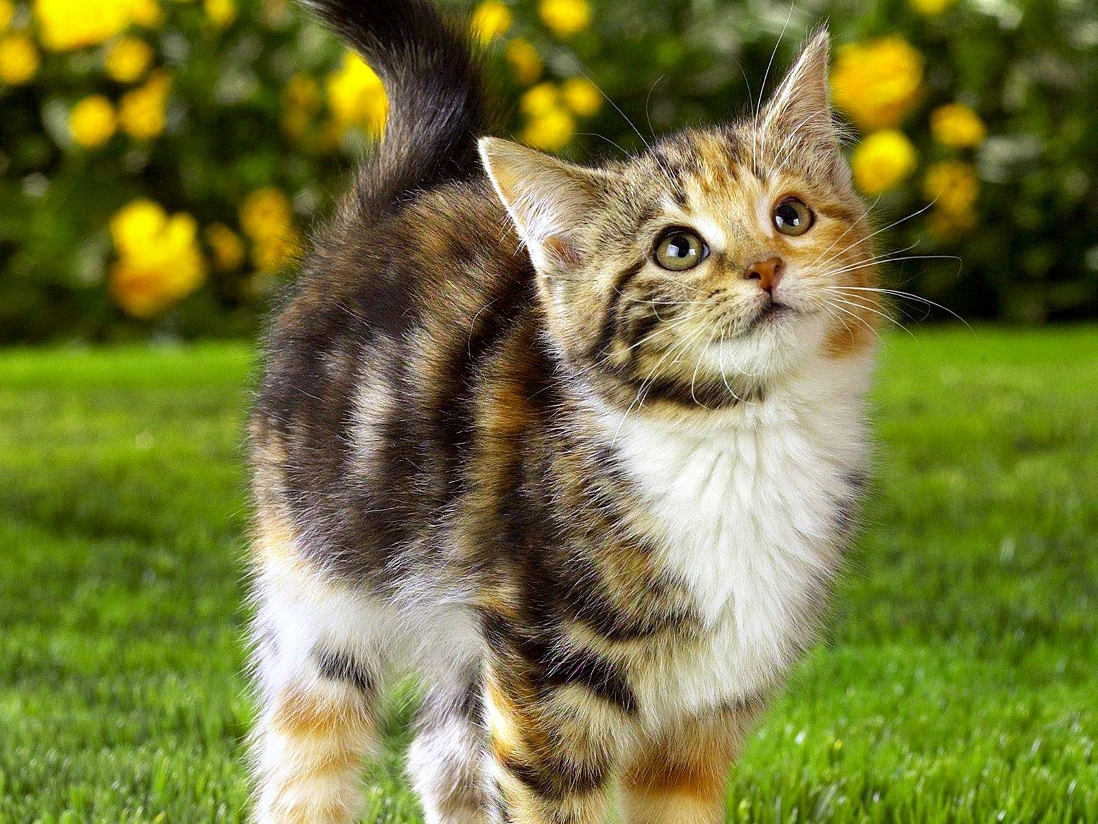 kitten